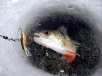 Камышане покажут свое мастерство в ловле рыбы со льда «Клыкастый-2016»