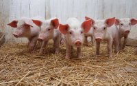 В Камышинском районе отменен карантин по африканской чуме свиней